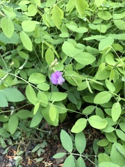 Lathyrus nevadensis