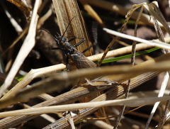 Perlodidae