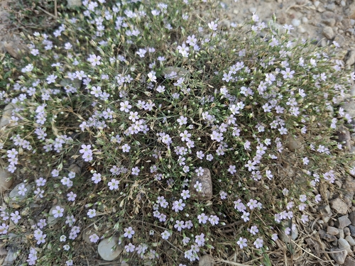Low Baby's-breath