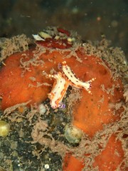 Hypselodoris decorata