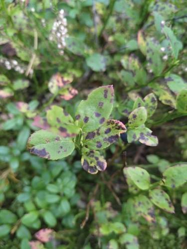 common bilberry