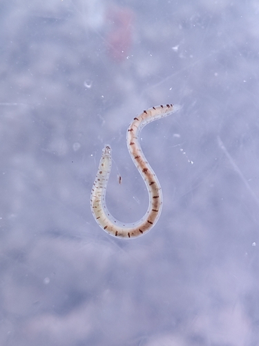 Polyophthalmus pictus observed 2026-08-30