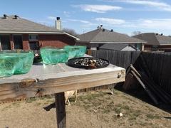 Polistes apachus texanus