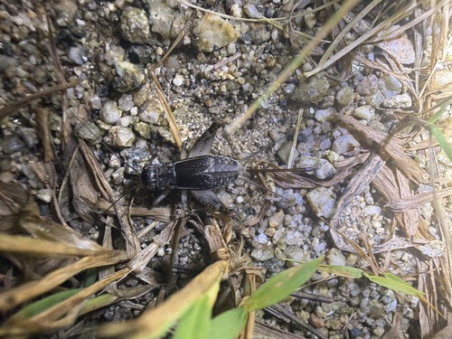 Japanese Burrowing Cricket