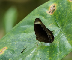 Mycalesis anaxias