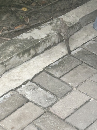 Zebra Dove