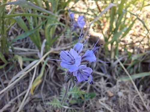 Lacy phacelia