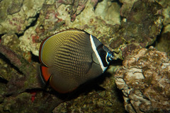 Brown Butterflyfish photo 2