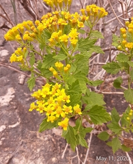 Perityle lindheimeri