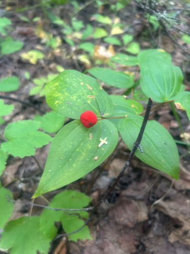 rough-fruited fairybells