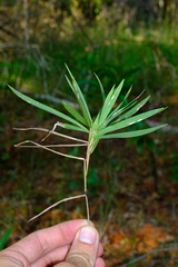 Dichanthelium oligosanthes, photograph (c) Nathan Aaron, some rights reserved (CC BY)