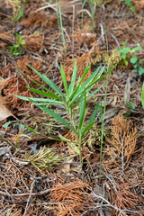 Dichanthelium oligosanthes, photograph (c) Nathan Aaron, some rights reserved (CC BY)