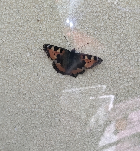 Small Tortoiseshell
