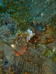 Hypselodoris zephyra