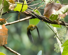 Dicaeum chrysorrheum