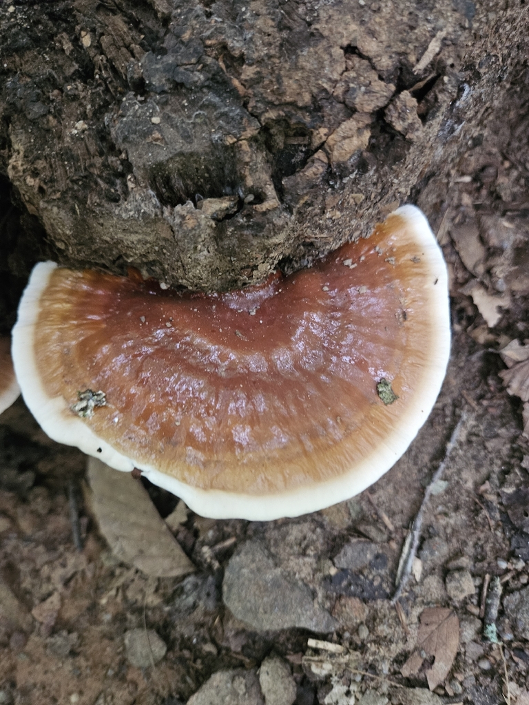 golden reishi · August 2026 · photo: Photo: (c) lisebsb, some rights reserved (CC BY) · iNaturalist