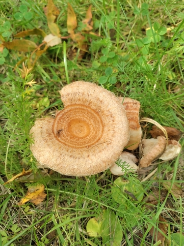 Woolly Milkcap