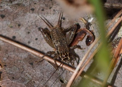 Loxoblemmus appendicularis