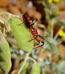 Poecilosphodrus gratiosus