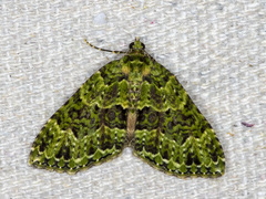 Austrocidaria erasta