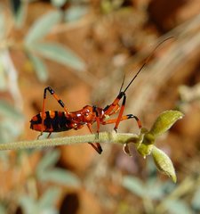 Poecilosphodrus gratiosus