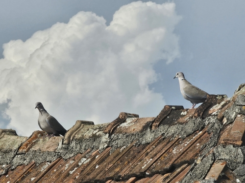 Eurasian Collared-Dove