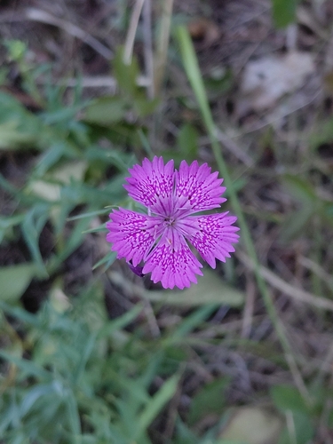 Dianthus collinus glabriusculus