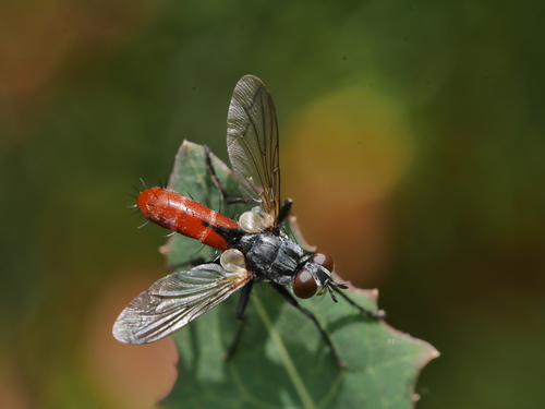 Zweifarbige Raupenfliege