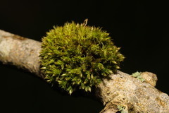 Orthotrichum stramineum