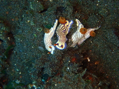 Hypselodoris whitei