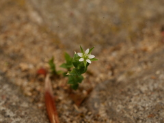 Arenaria serpyllifolia
