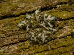 Phaeophyscia nigricans