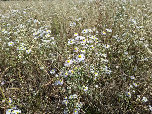 annual fleabane