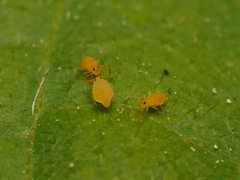 Deuterosminthurus pallipes