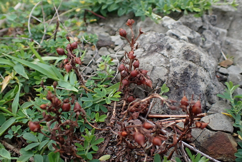 Lysimachia mauritiana observed 2026-08-30