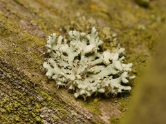 Physcia adscendens