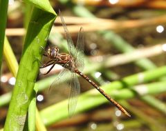 Archaeosynthemis occidentalis