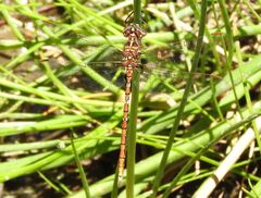 Archaeosynthemis occidentalis