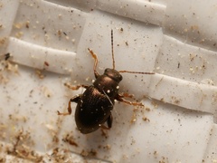 Chaetocnema hortensis