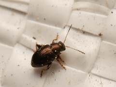 Chaetocnema hortensis