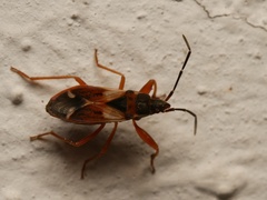 Eremocoris abietis