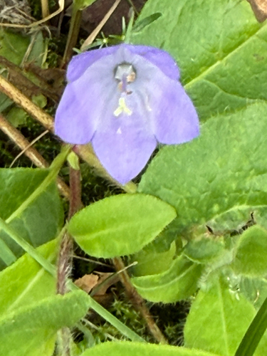 Common Harebell