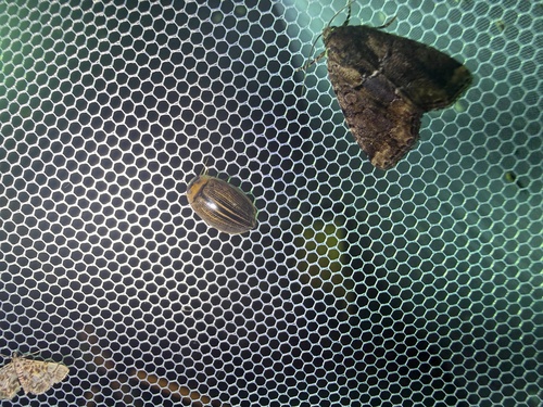 Hydaticus grammicus