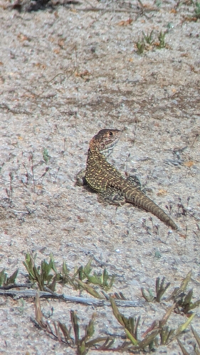 Ctenophorus salinarum, 2026-08-30