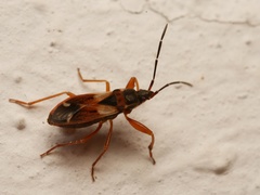 Eremocoris abietis