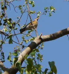 Turdus rufopalliatus