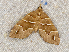 Chaetolopha leucophragma