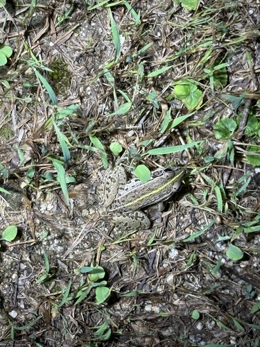 Black-spotted Frog
