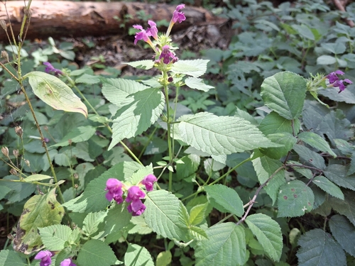 Hairy Hemp-nettle