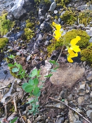 Hippocrepis emerus emerus